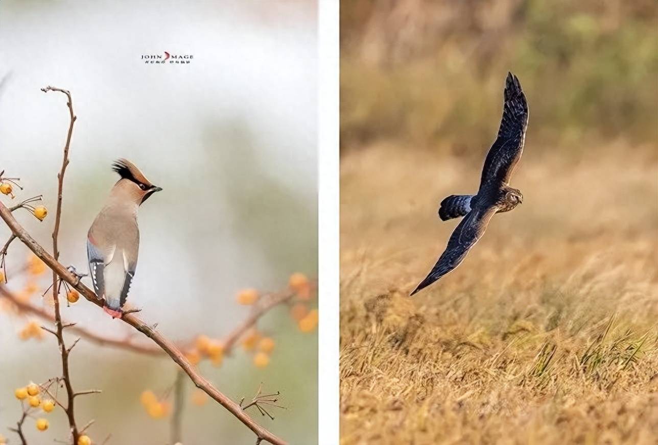 追寻上海"野趣"_鸟类_朱维佳_乌鸫