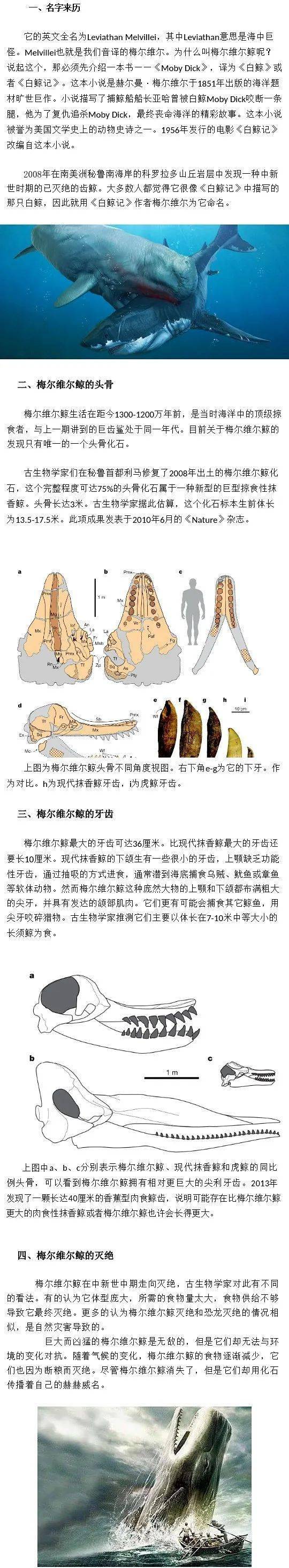 梅尔维尔鲸的天敌图片