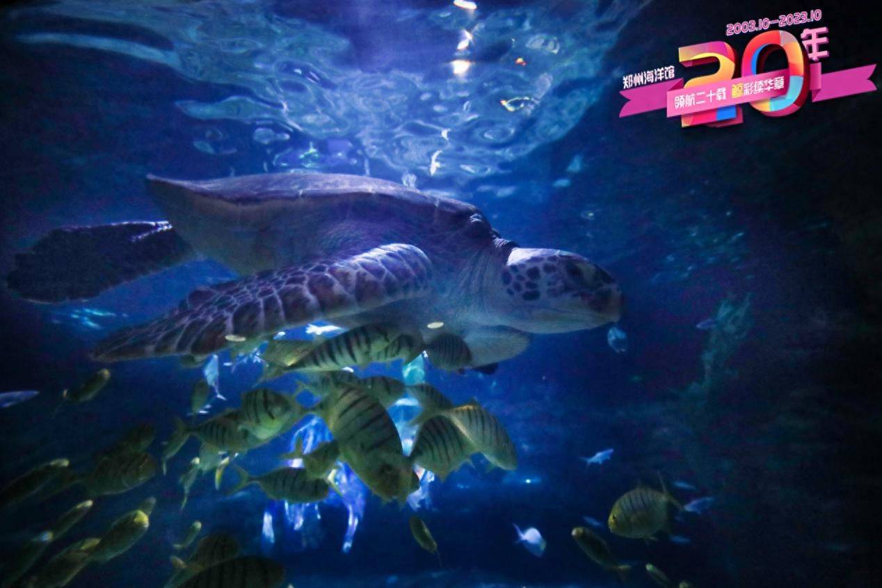 免票!28日起,郑州海洋馆"与你同庆二十岁"