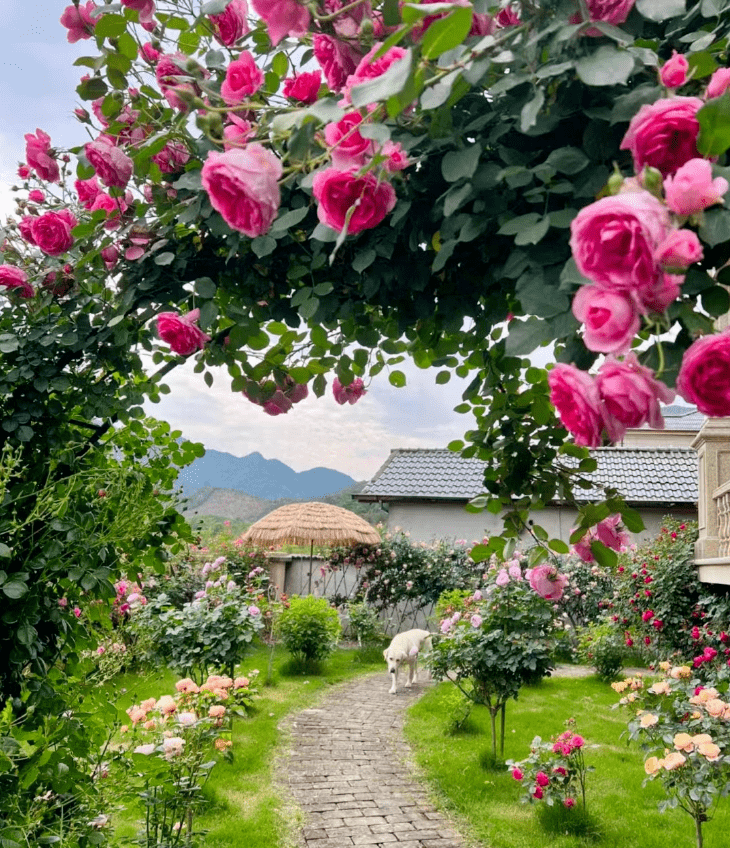 网红小院,原来都流行这样设计!_凉亭_水系_长桌