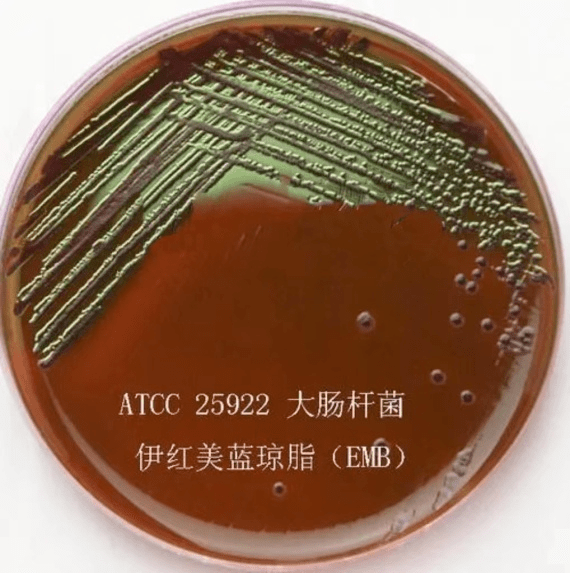 大肠杆菌鉴别培养基图片