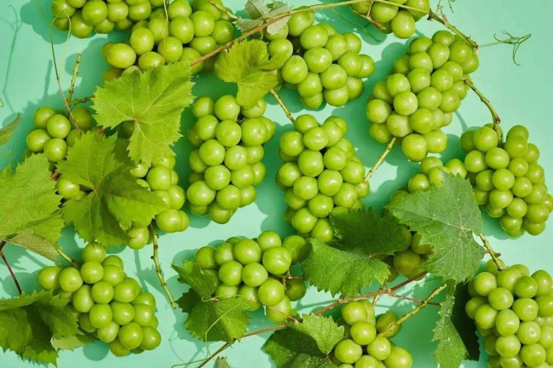 葡萄界的爱马仕过气了,5元一斤都没人要_阳光_玫瑰_种植