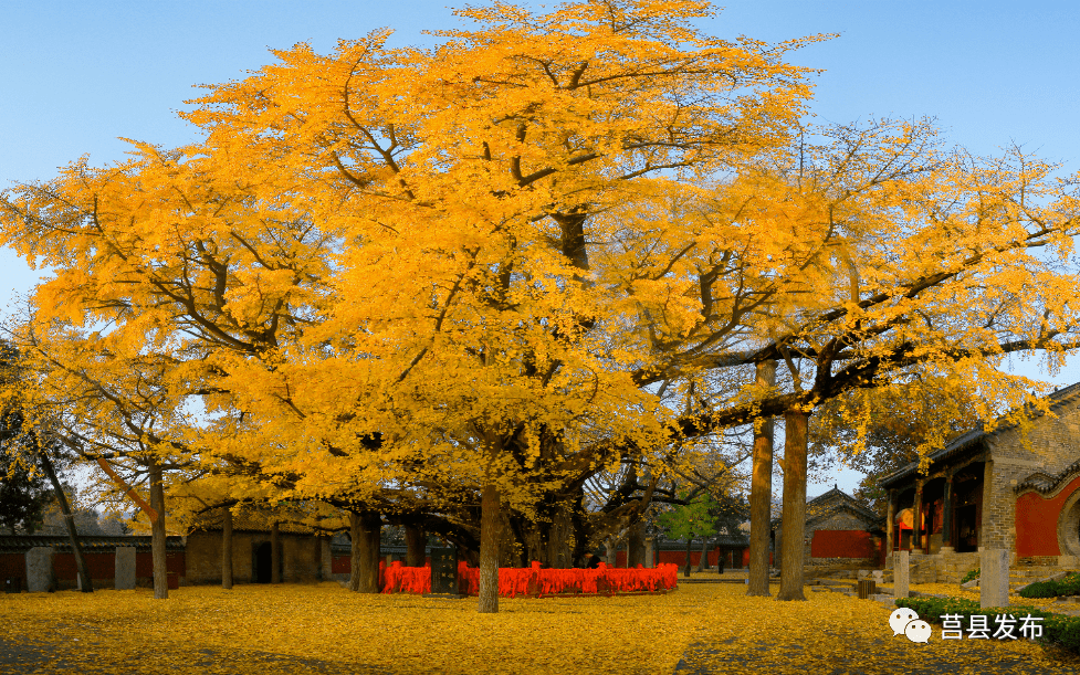 莒国银杏树图片