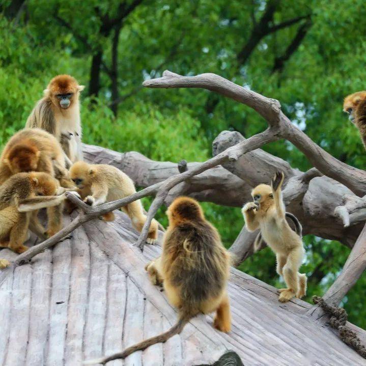 吃月饼喽~团圆饭也安排上!_动物_家族_国庆