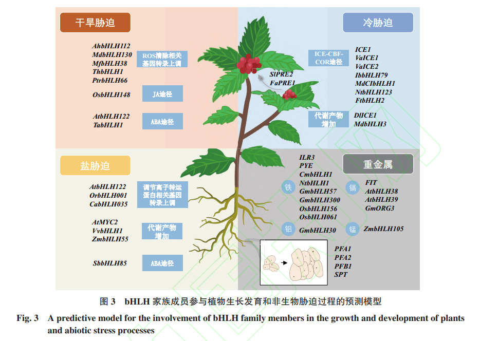 亮点文章 | 植物bhlh基因家族研究进展及在药用植物中的应用前景_调控