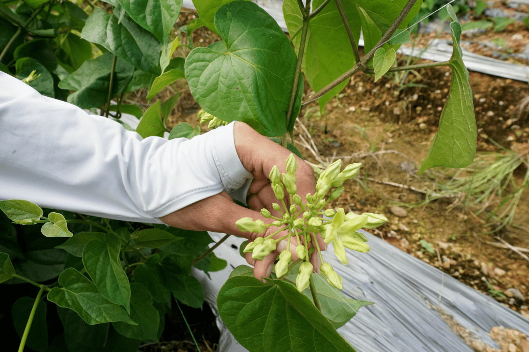 夜兰花种植方法图片