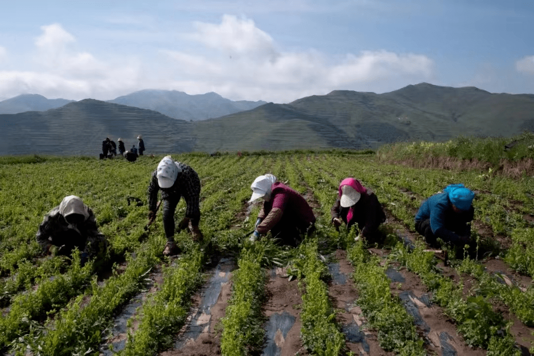 三抓三促”行动进行时】临潭县：中药材种植开出乡村振兴致富“良方” 发展 产业 加工