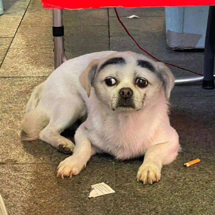 丑猫见了不少,今天就来看看狗子丑起来能有多震撼!_小狗_因为_网络