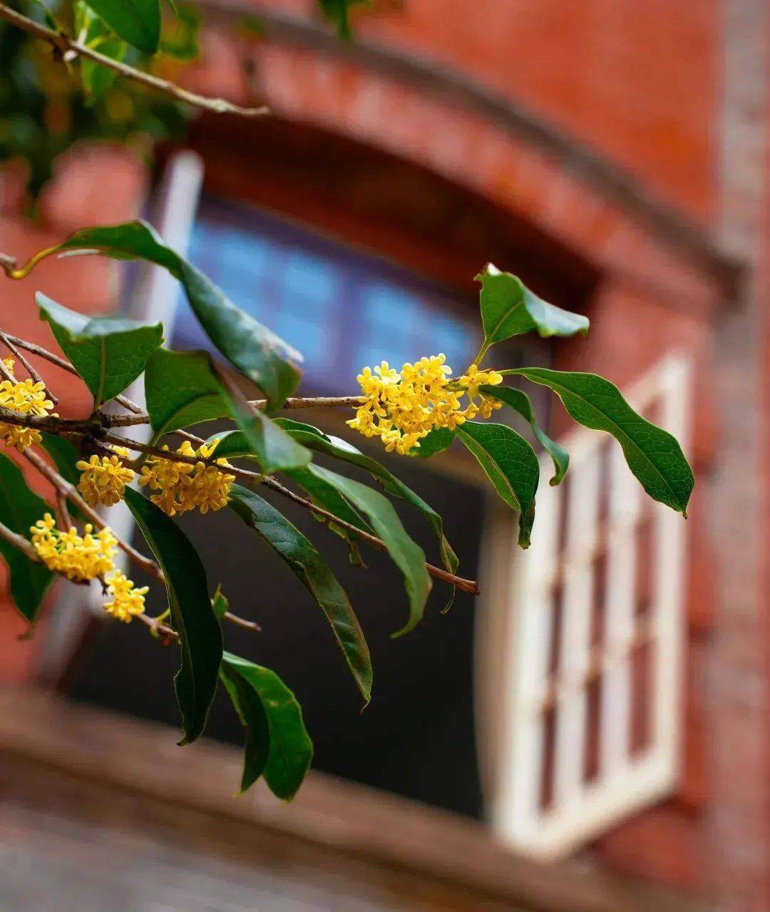 这泼天的"馥桂"到我们学校啦!_桂花_香气_校园