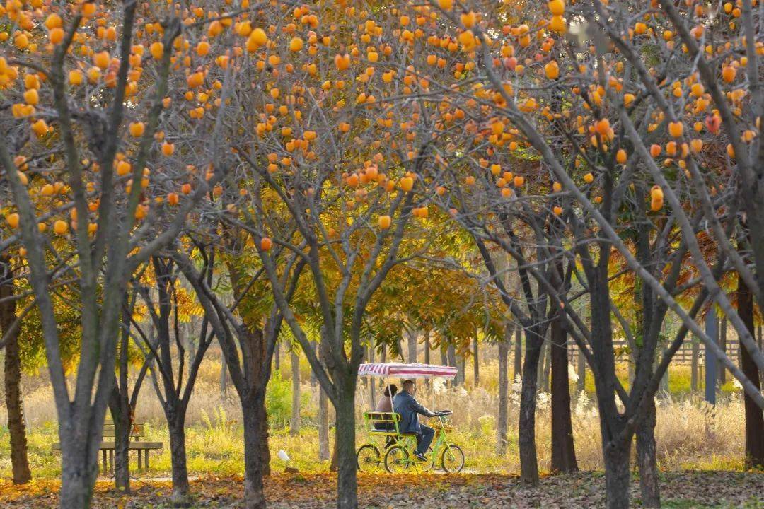 金黄果实挂枝头,快来三台山摘果子!_田村_活动_季节