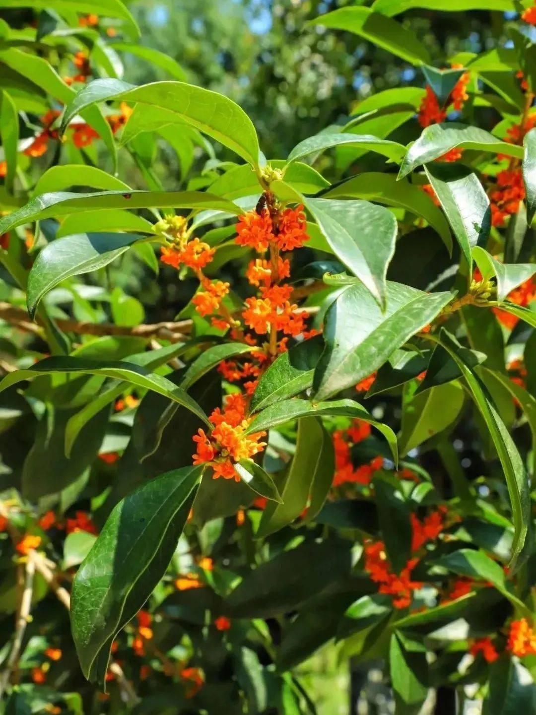 这泼天的"馥桂"到我们学校啦!_桂花_香气_校园