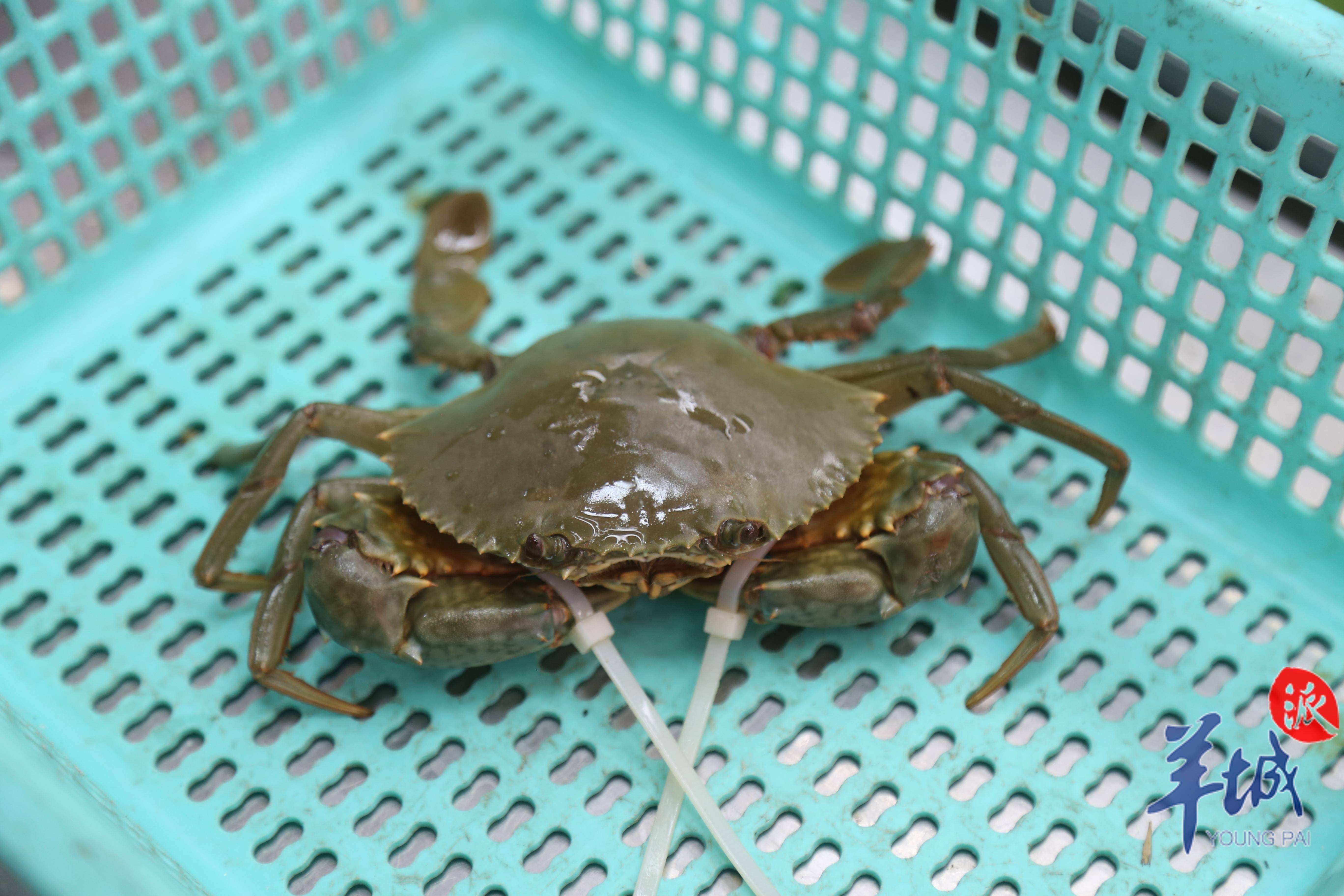 广东青蟹:啖啖肉口口膏,当造美味停不了_台山_牛田洋_养殖户