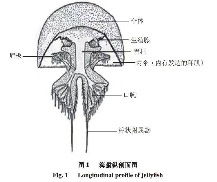 "游"上餐桌的浮游生物_海蜇_磷虾_图片