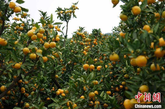 陕西汉中城固万亩桔园迎丰收_柑桔_田野_一家