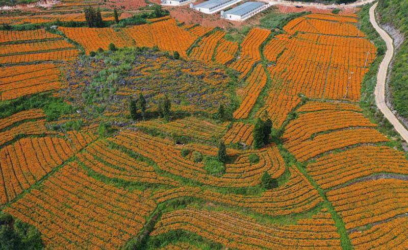 探寻多产业融合发展助力乡村振兴_西畴县_种植_蚌谷乡