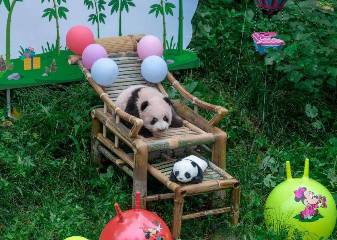 星星产房2023级大熊猫幼崽- 抖音, image size:1080x771