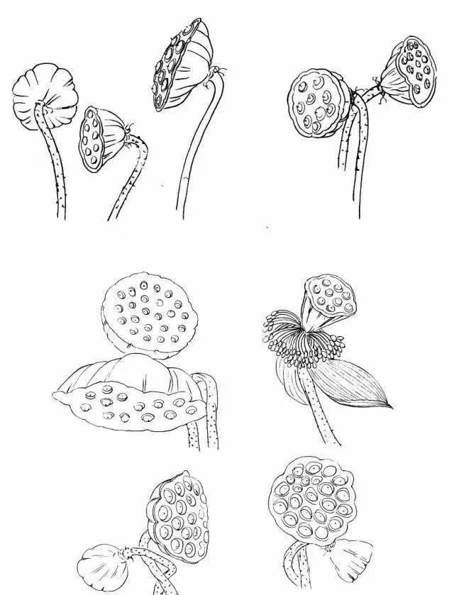 国画教程 简单易学的白描荷花教程