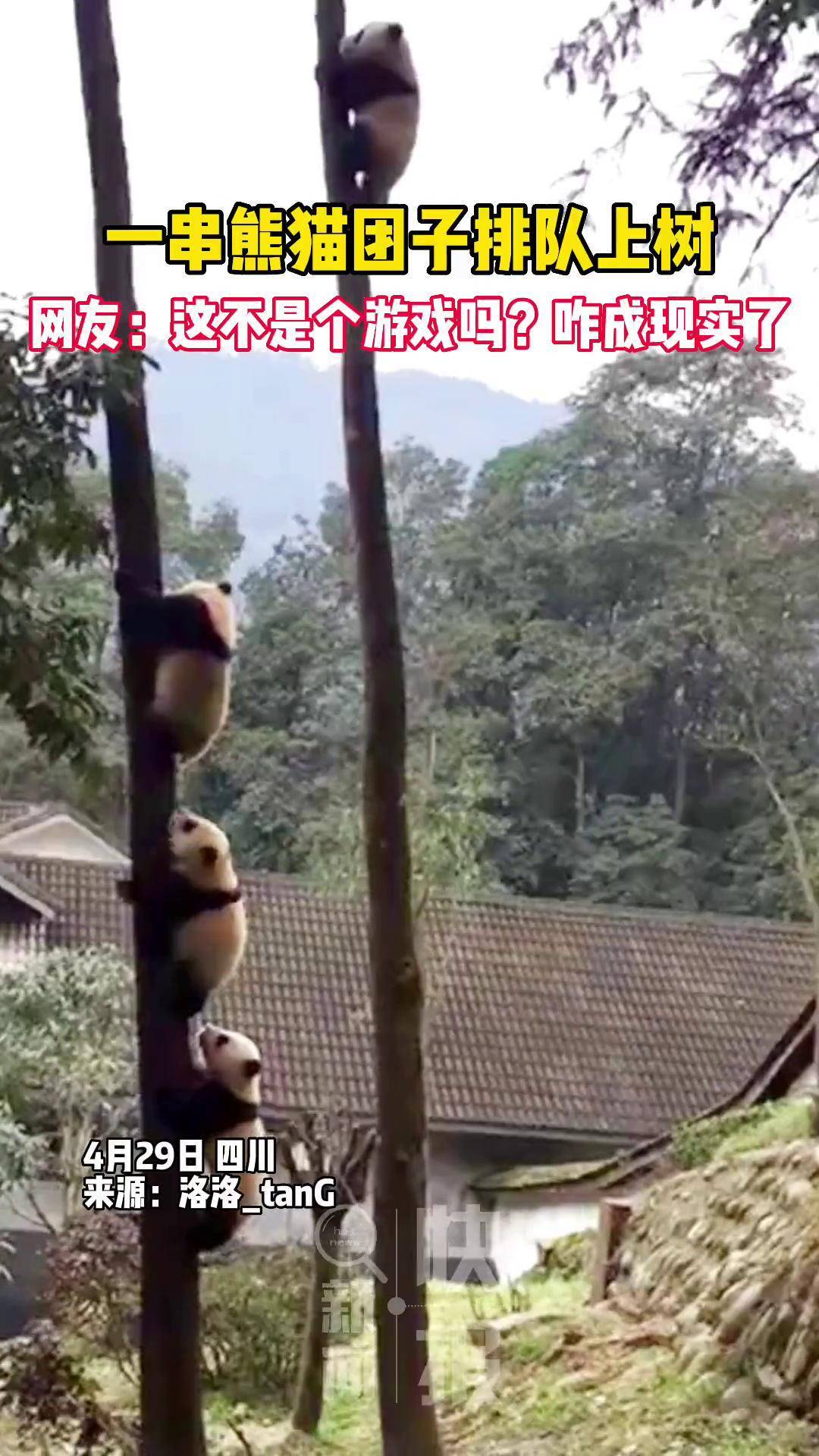 熊猫爬竹子的过程图片