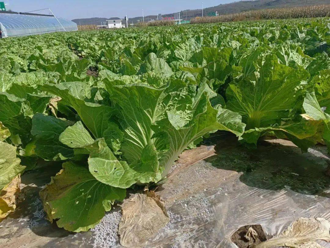 山寨乡：秋菜喜丰收“蔬”通致富路_手机搜狐网