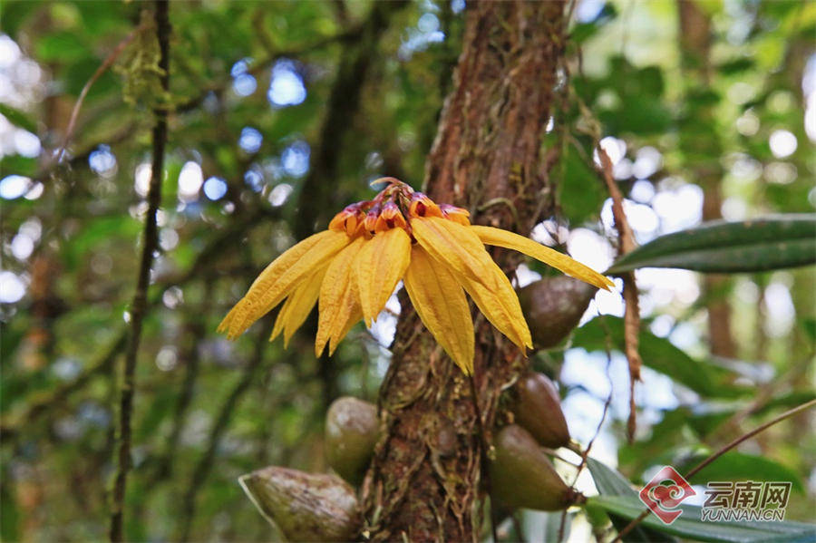 云南保山龙陵:"林中仙子"藓叶卷瓣兰绽放金秋_花瓣_自然保护区_西南