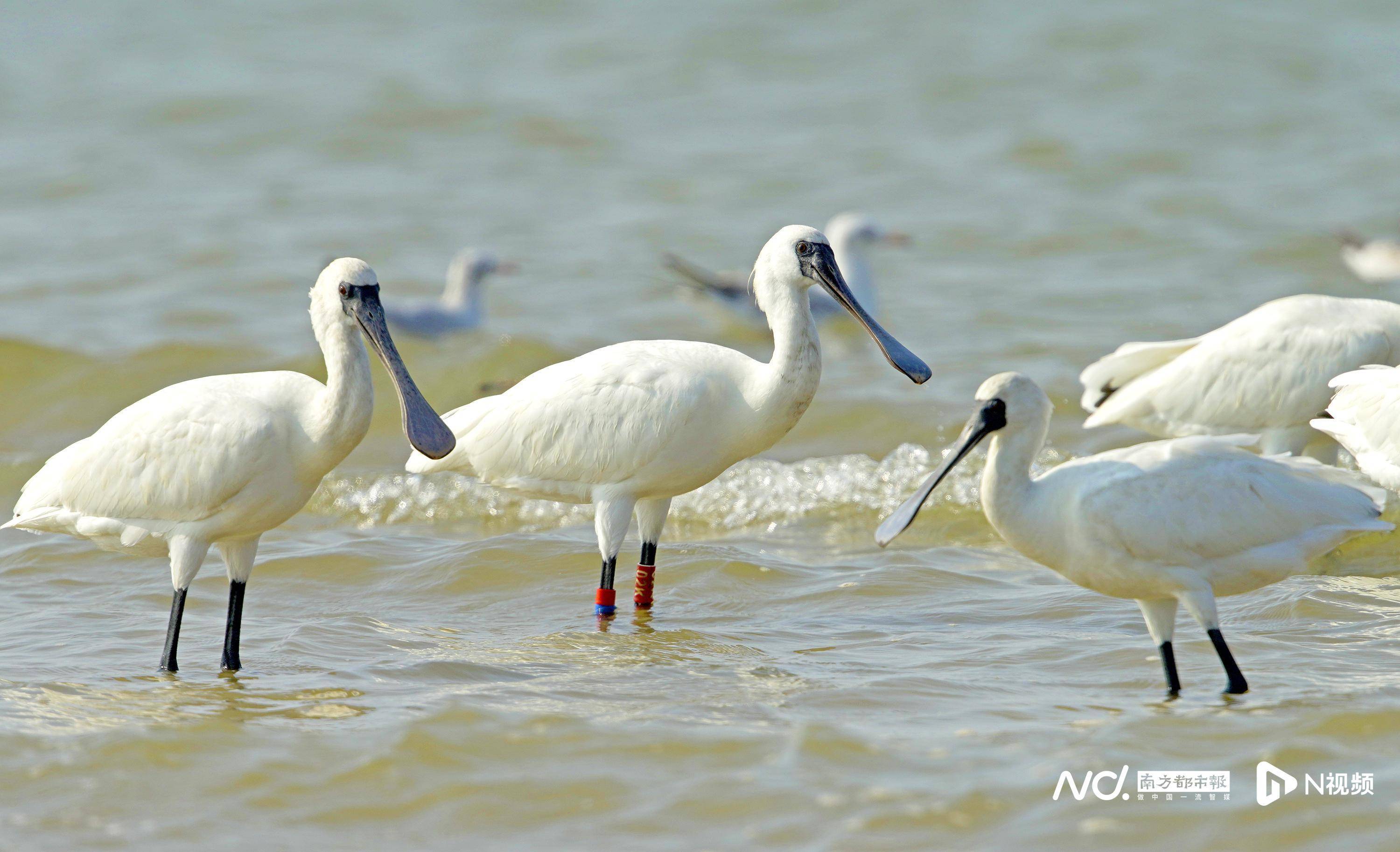 广东候鸟"先头部队"来了哪些珍稀鸟类?_保护_南都_湿地