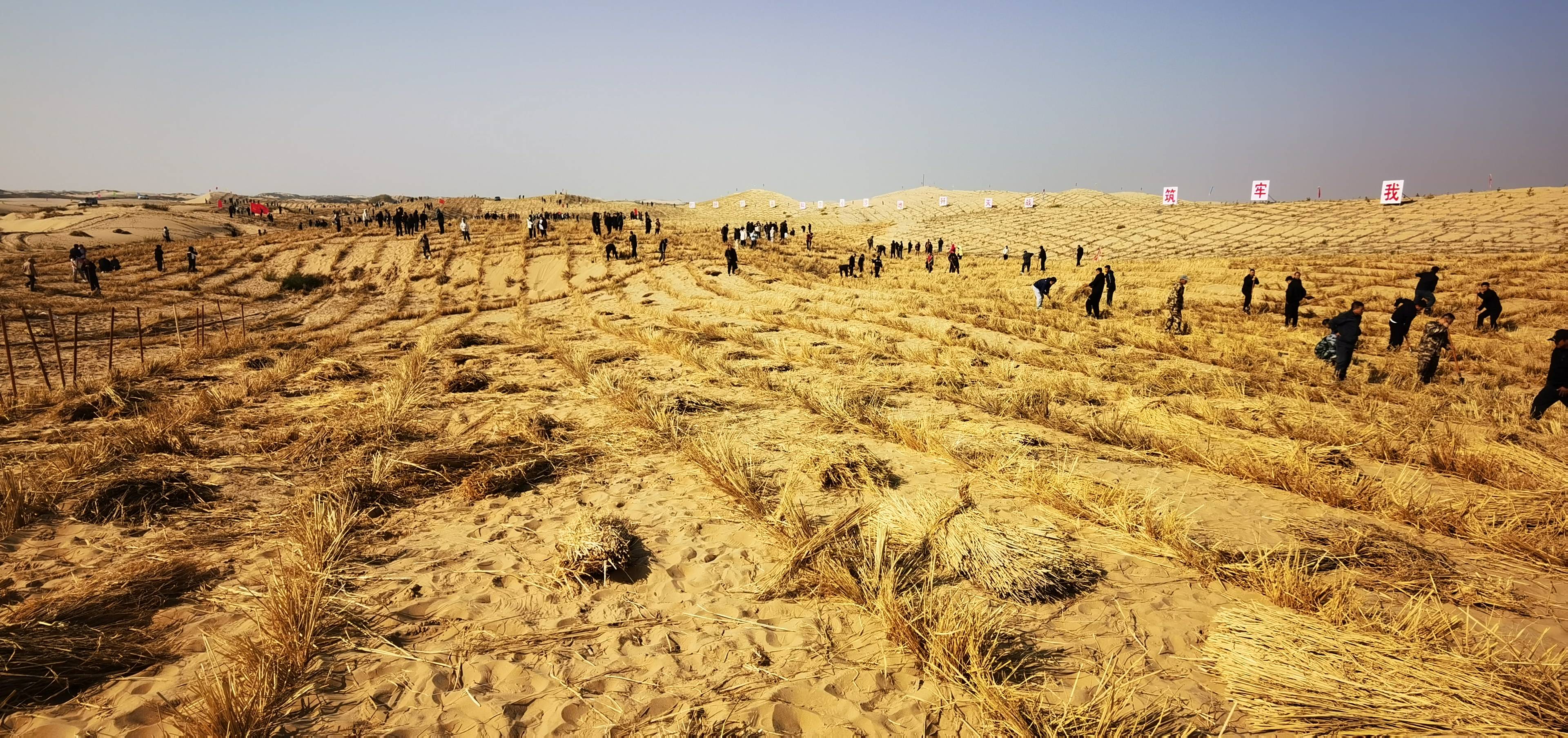 科尔沁沙地治理现状图片