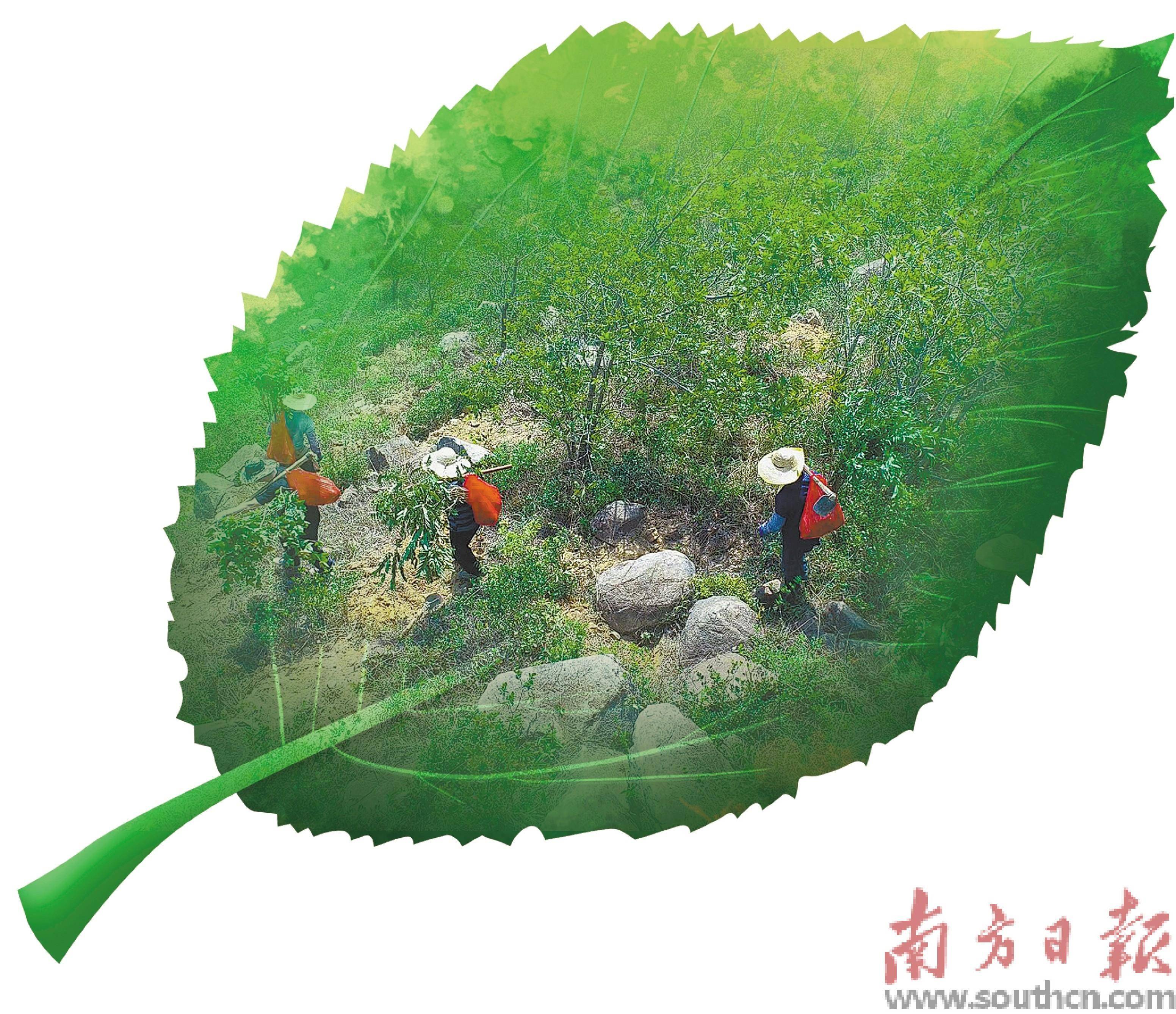 推窗见绿 林城相融_陆丰_建设_公园