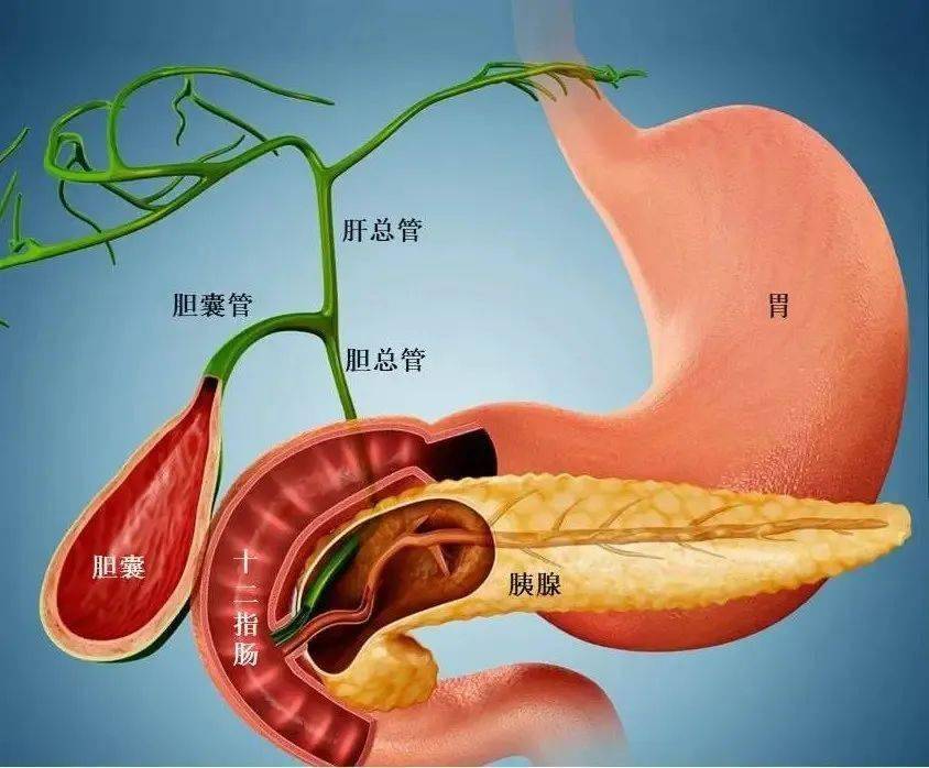 胆道t管窦道形成图图片