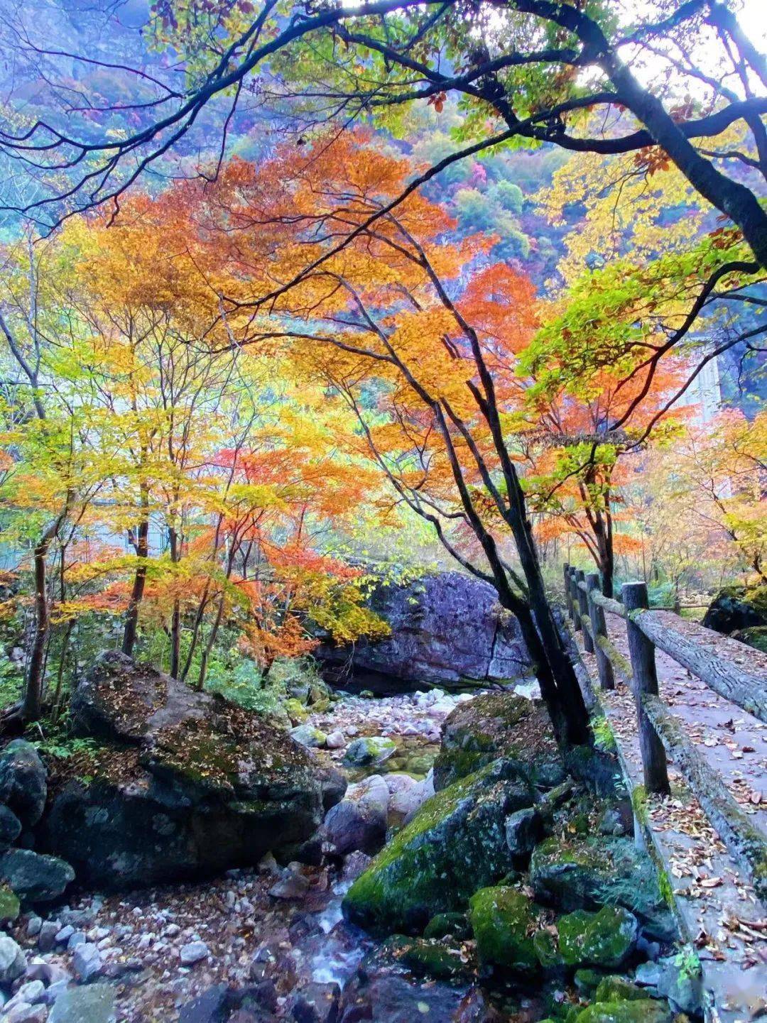 太惊艳,牛背梁绝美峡谷,现在来刚刚好!错过再等一年!_门票_本人_原件