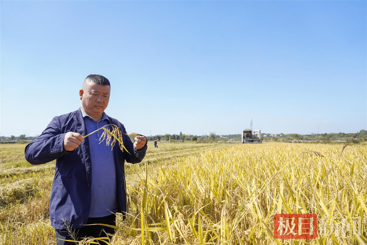 武汉江夏湖泗官山叶村水稻迎丰收_泵站_农田_建设