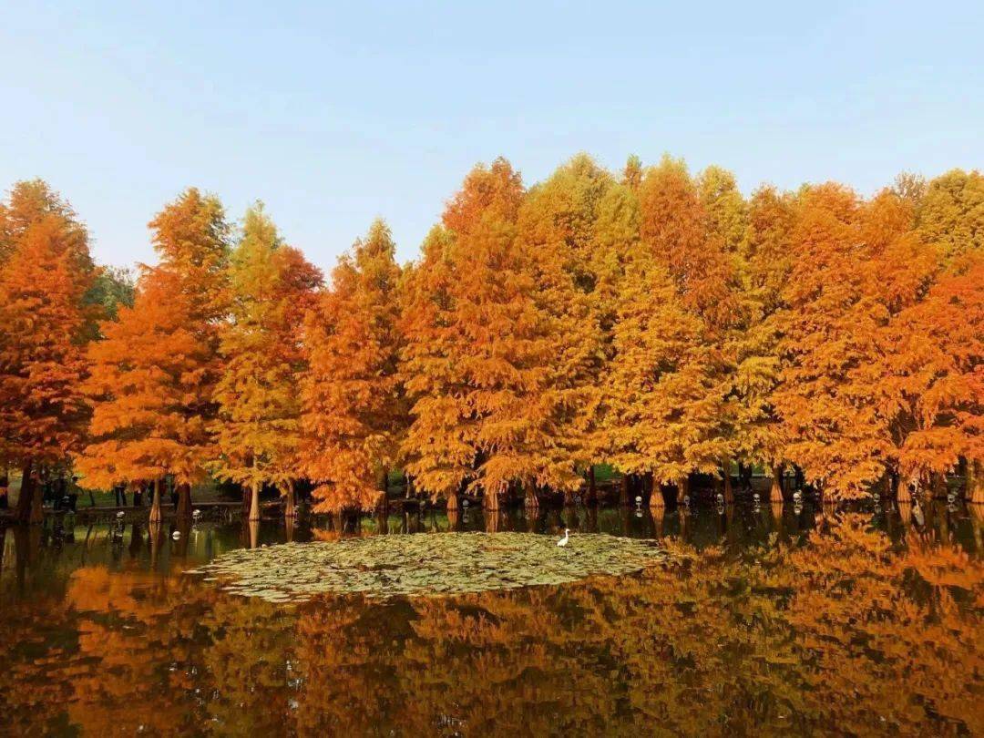 地址:钟山植物园南园(门票23元)最佳观赏时间:10月20日开始黄叶01