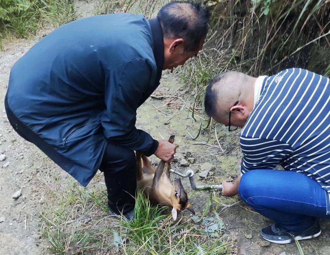 國家二級保護動物黃麂成功脫困_毛色_校對_林春玲