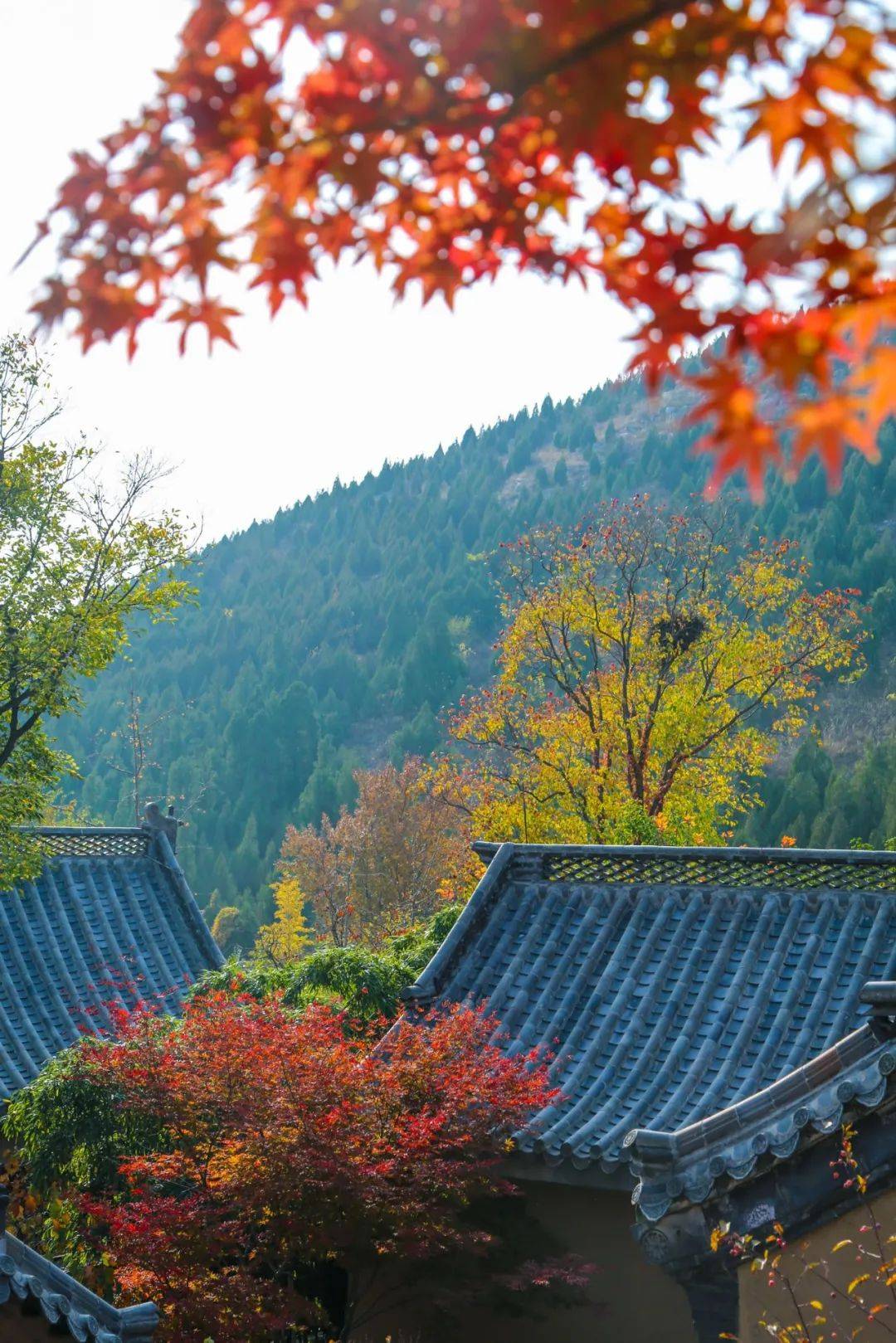 没有"美颜滤镜"也能拍大片,这里的红叶是你最好的背景_文化_孔子湖