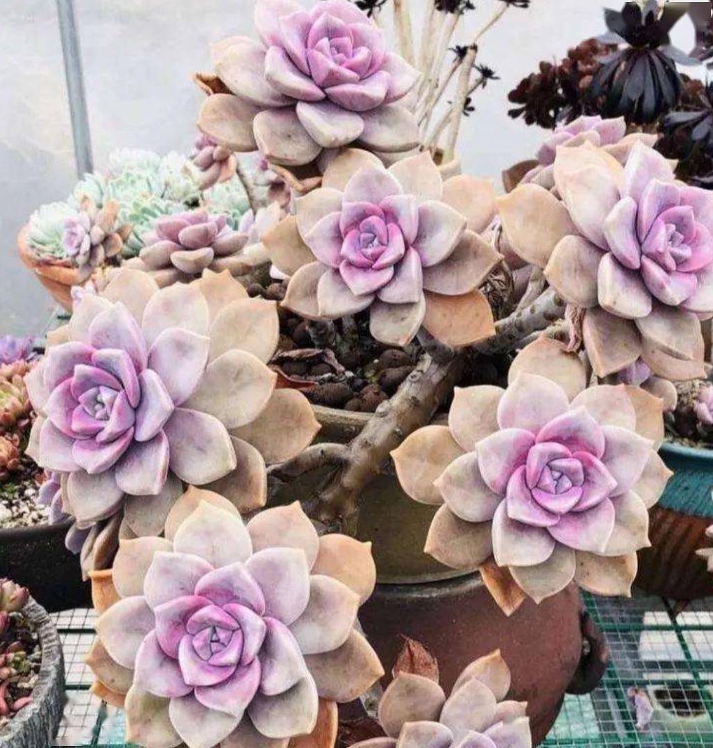 养紫乐有一个种植技巧,颜色梦幻好看,造型优美,长成旺盛老桩_植物