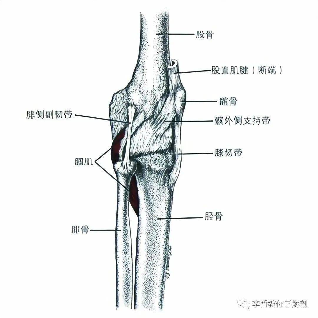 膝关节后方解剖结构图片