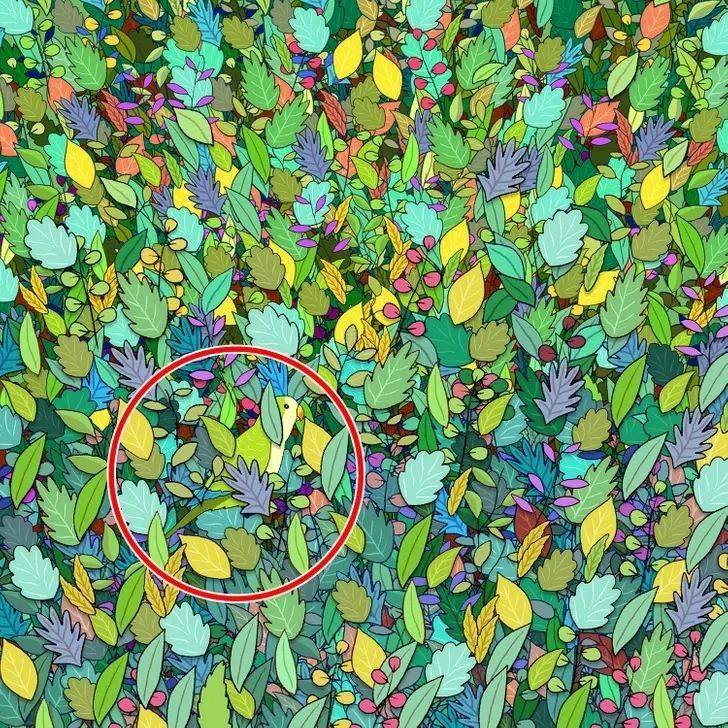 快来这些令人困惑的15张插画中找到隐藏的物品!_寻找_答案_物体