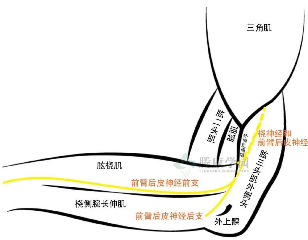 肱骨内外上髁位置图图片