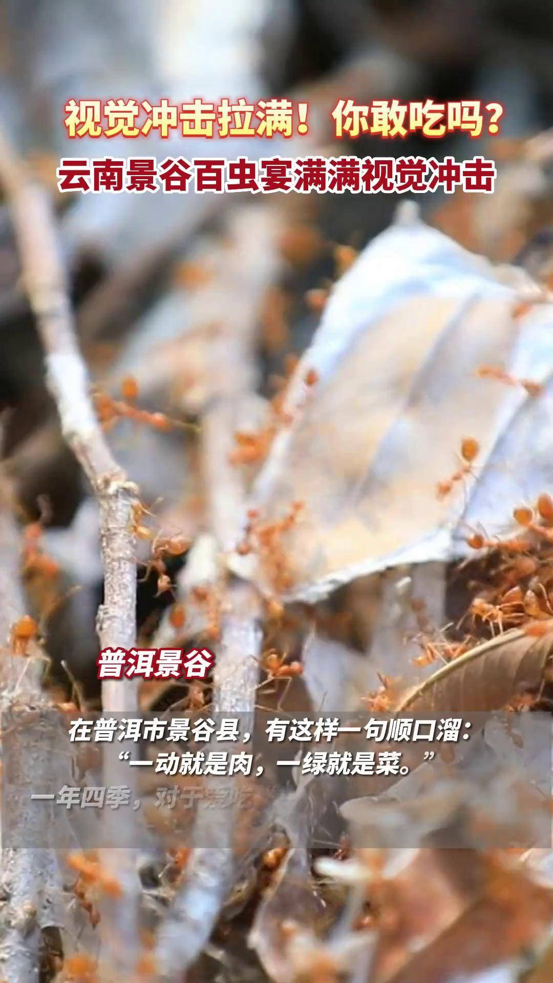 百虫宴是云南的吗图片