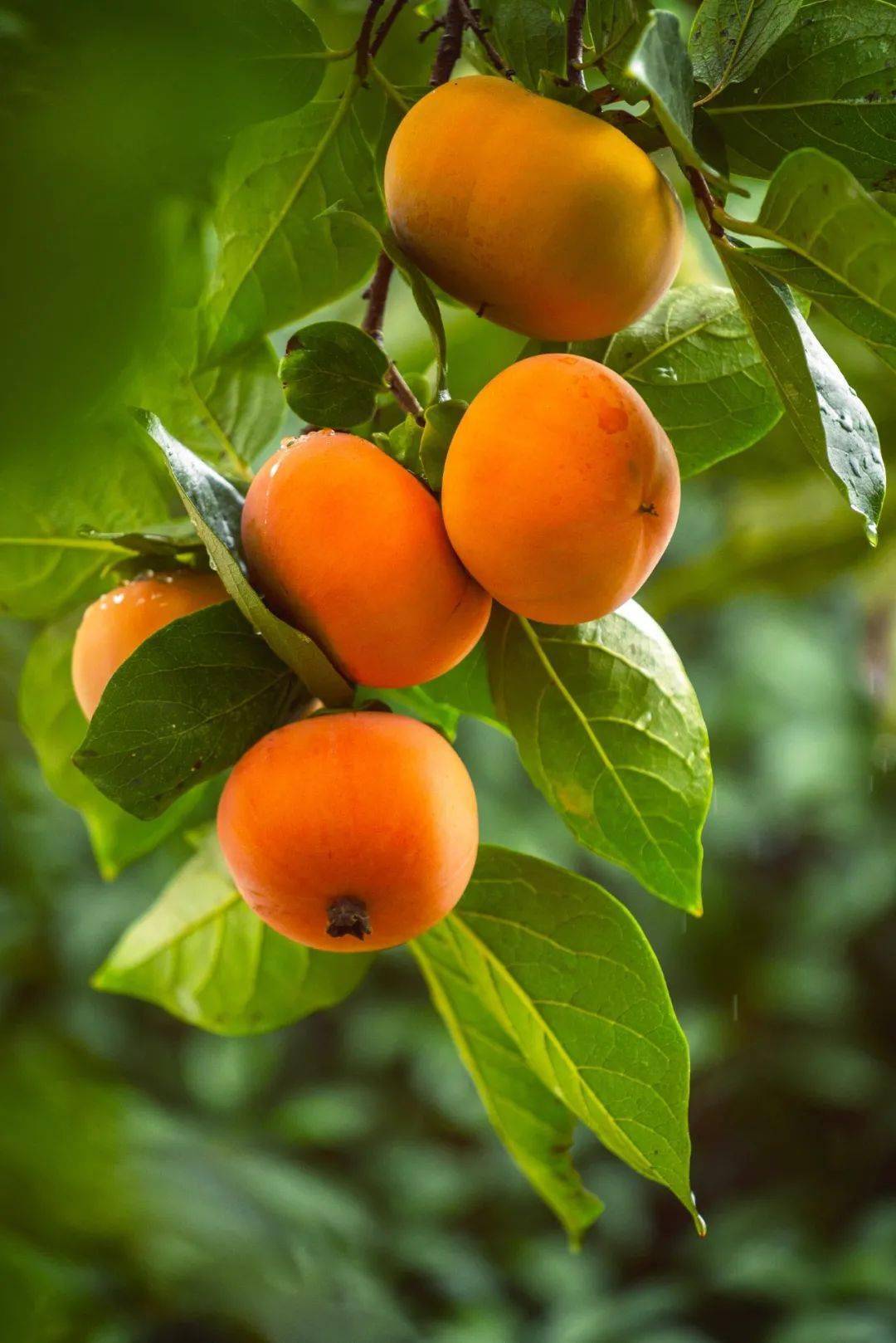 我愿称之为幸福感最强的水果_柿子_广西_浙江