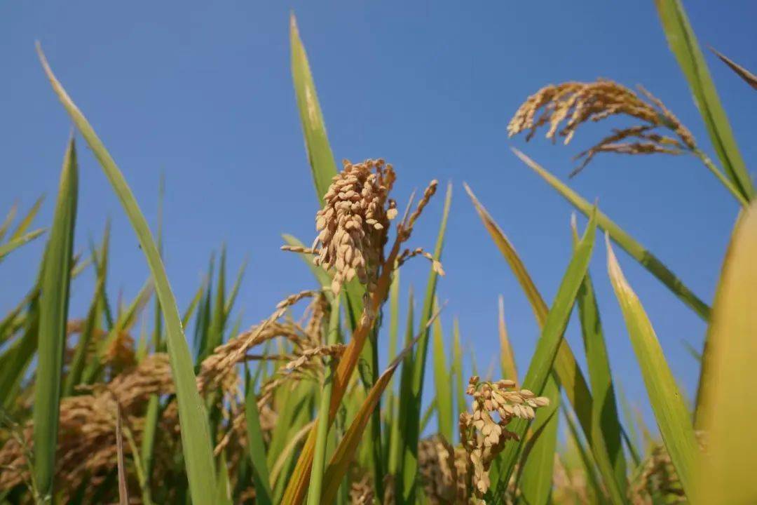 塘栖这个村的稻田里"暗藏玄机"_龙虾_水稻_塘北村