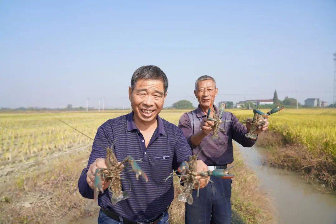 塘栖这个村的稻田里"暗藏玄机"_龙虾_水稻_塘北村
