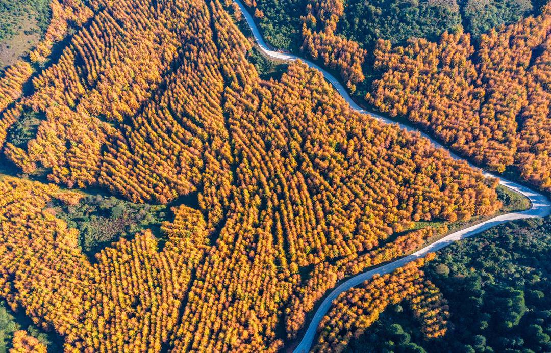图集丨层林尽染 四川金阳县百草坡秋色醉人_红叶_大凉山_封面