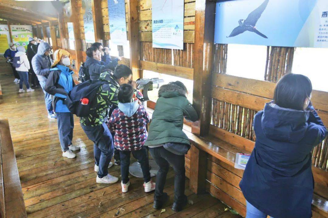 南沙湿地观鸟航线正式对外开放!_候鸟_鸟类_红树林