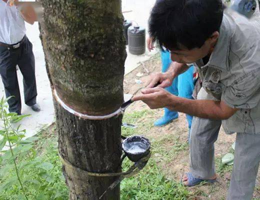 标胶的生产流程,从割胶到产品,天然橡胶进口知识_胶乳_胶片_分类