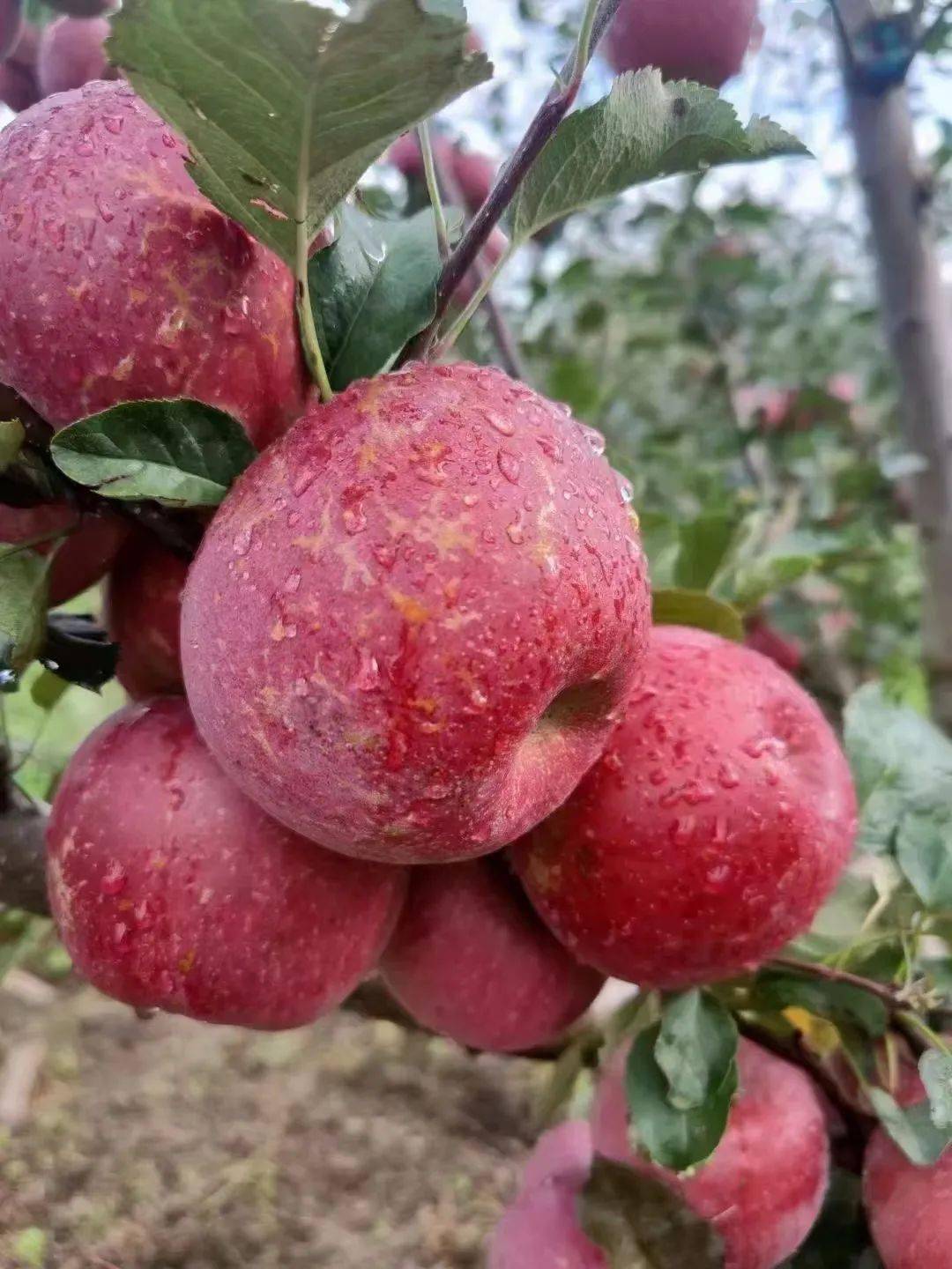 烟台苹果收购价突破7元一斤,这些地区却在3元低位!价格区别明显,这是