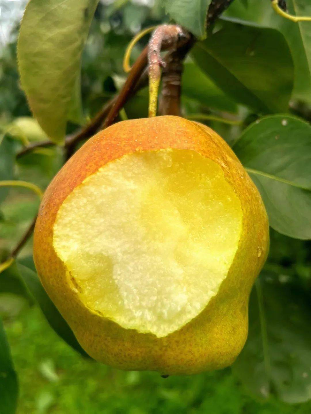 产地食材 ▎挂在树上的"果汁" ,山西隰县玉露香梨～_生活_梨子_朋友
