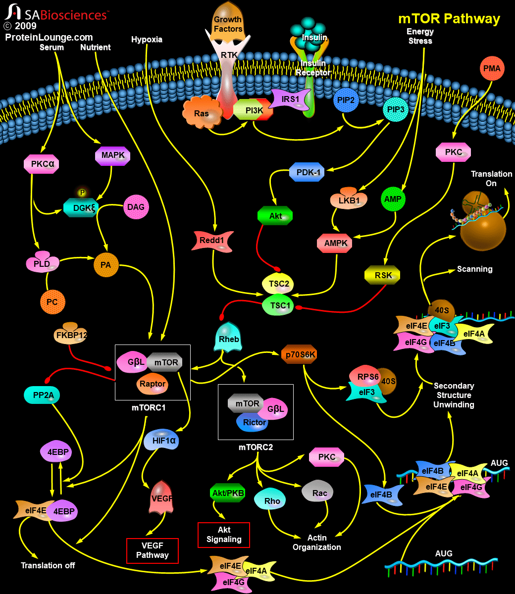 mtor(哺乳动物雷帕霉素靶标)是一种分子量为289 kda的丝氨酸/苏氨酸