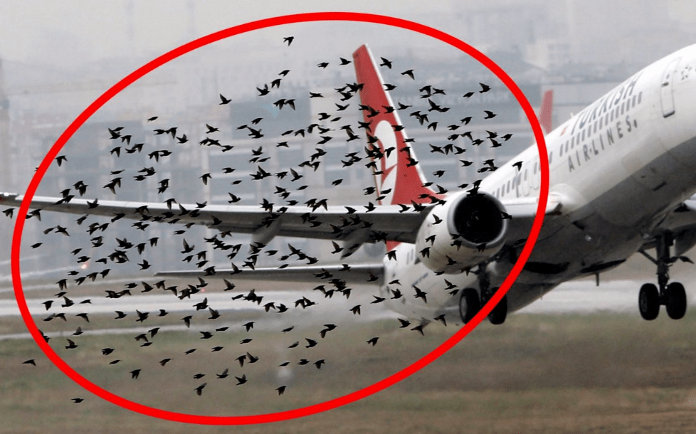 【关注】全球每年发生两万多起,世界性难题"鸟撞飞机"怎么解?