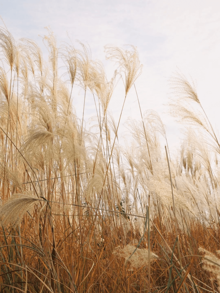 到了傍晚时分,透过芦苇看向落日,又会收获不同视角下的景色.