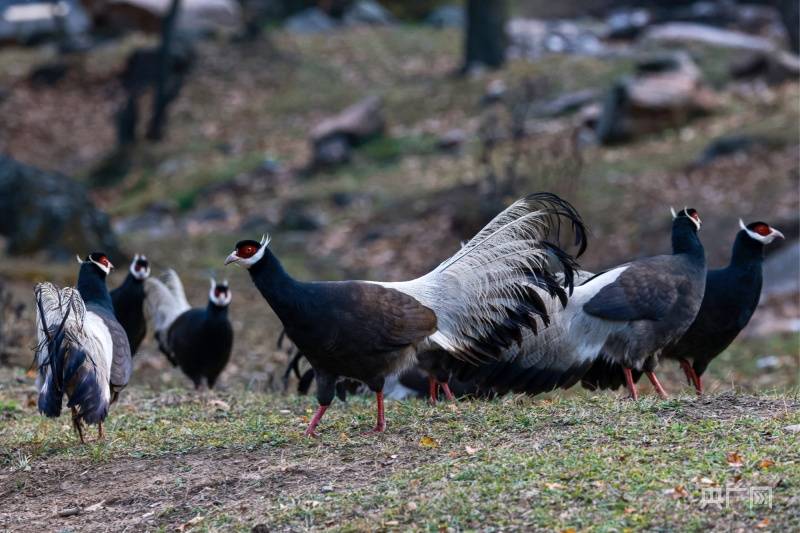 山西"省鸟"褐马鸡现身太岳山兴唐寺景区_草甸_黑色_丝绒